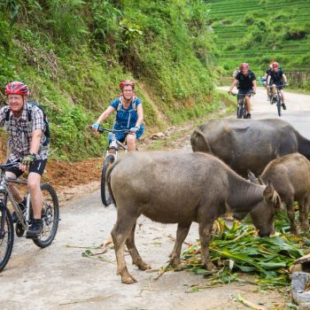 Biking in Sapa alongside buffalos